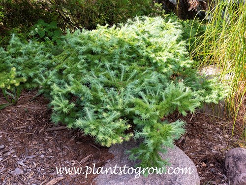 Dwarf Japanese Larch (Laix kaempferis nana)